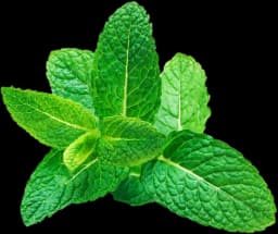 Menthe